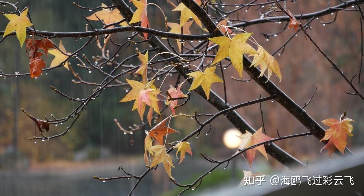 老柘叶黄如嫩树,寒樱枝白是狂花。 出自唐代白居易的《早冬》 解释:老柘树叶子是黄色的,犹如一棵娇嫩的小树。寒樱不依时序,开出枝枝白花。 - 知乎