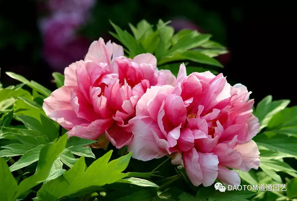 曾经的宫廷花现在家家能养牡丹秋天养护的时间正正好