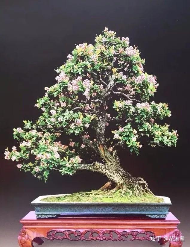 石斑木春花盆景的鉴赏与养护