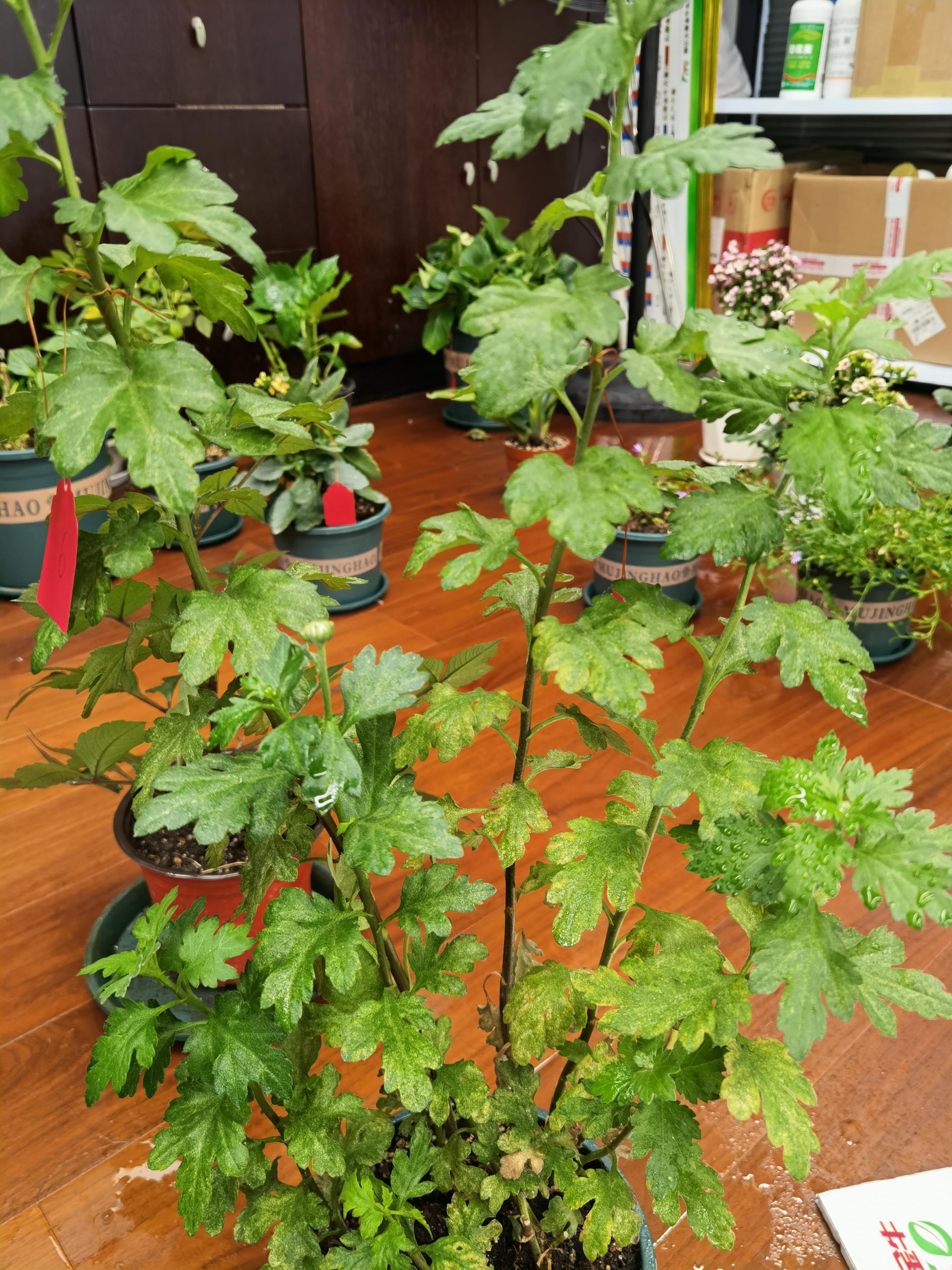 红蜘蛛多集中在叶背,以其刺吸式口器刺吸叶片,吸取汁液,初期一般危害
