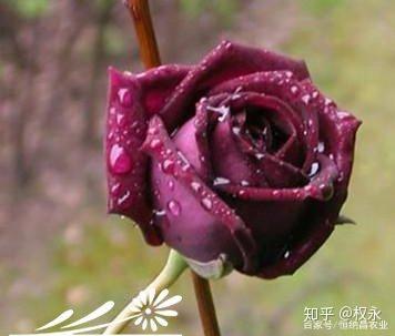 几种名贵玫瑰花的品种和颜色 知乎