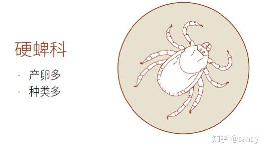 蜱虫王炸小百科