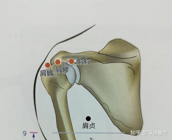 通过解剖肩髃穴处查病因 - 知乎