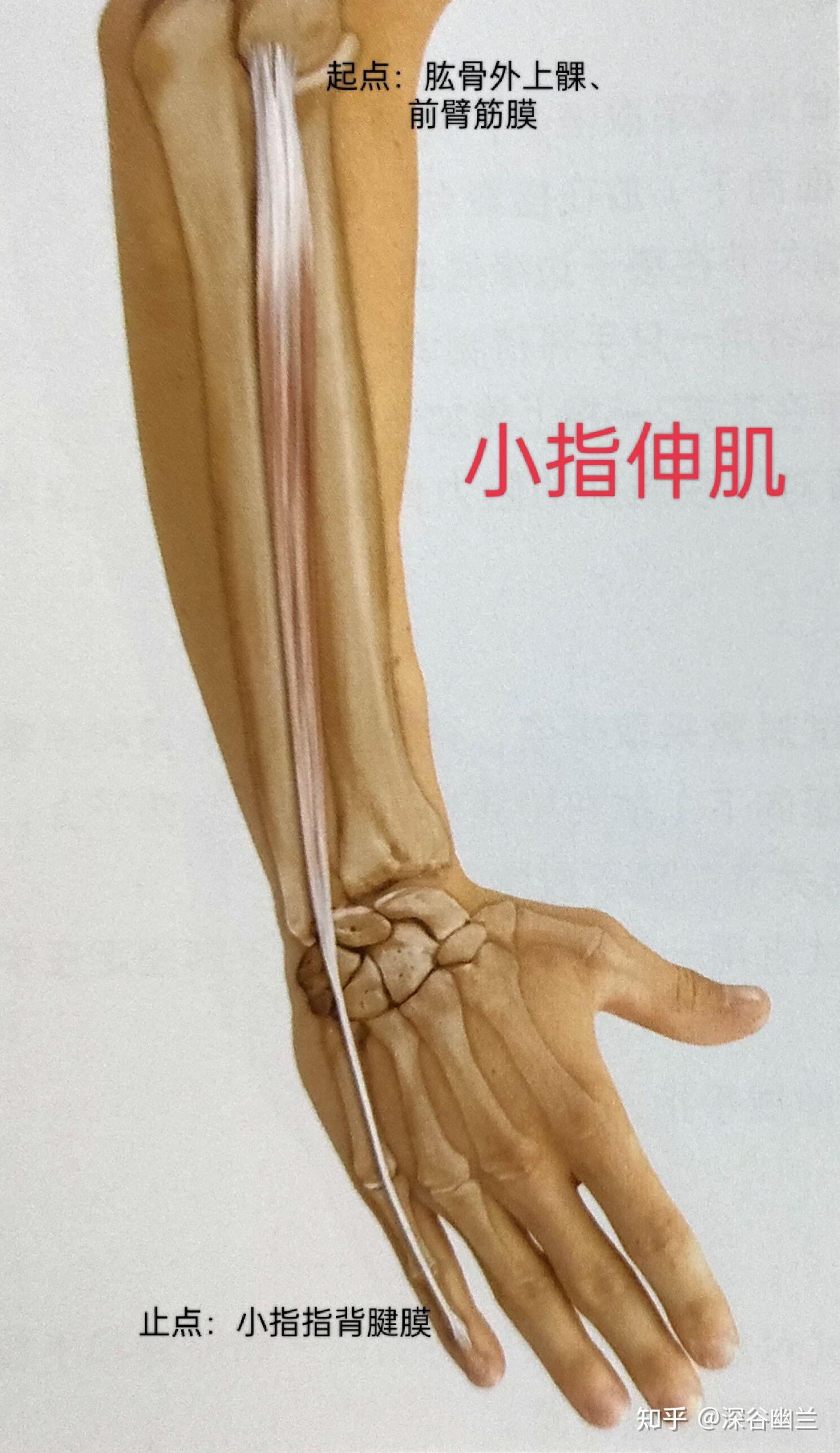 腕关节背侧入路的解剖应用和技巧详解|肌腱|腕关节|背侧|桡骨|支持|-健康界