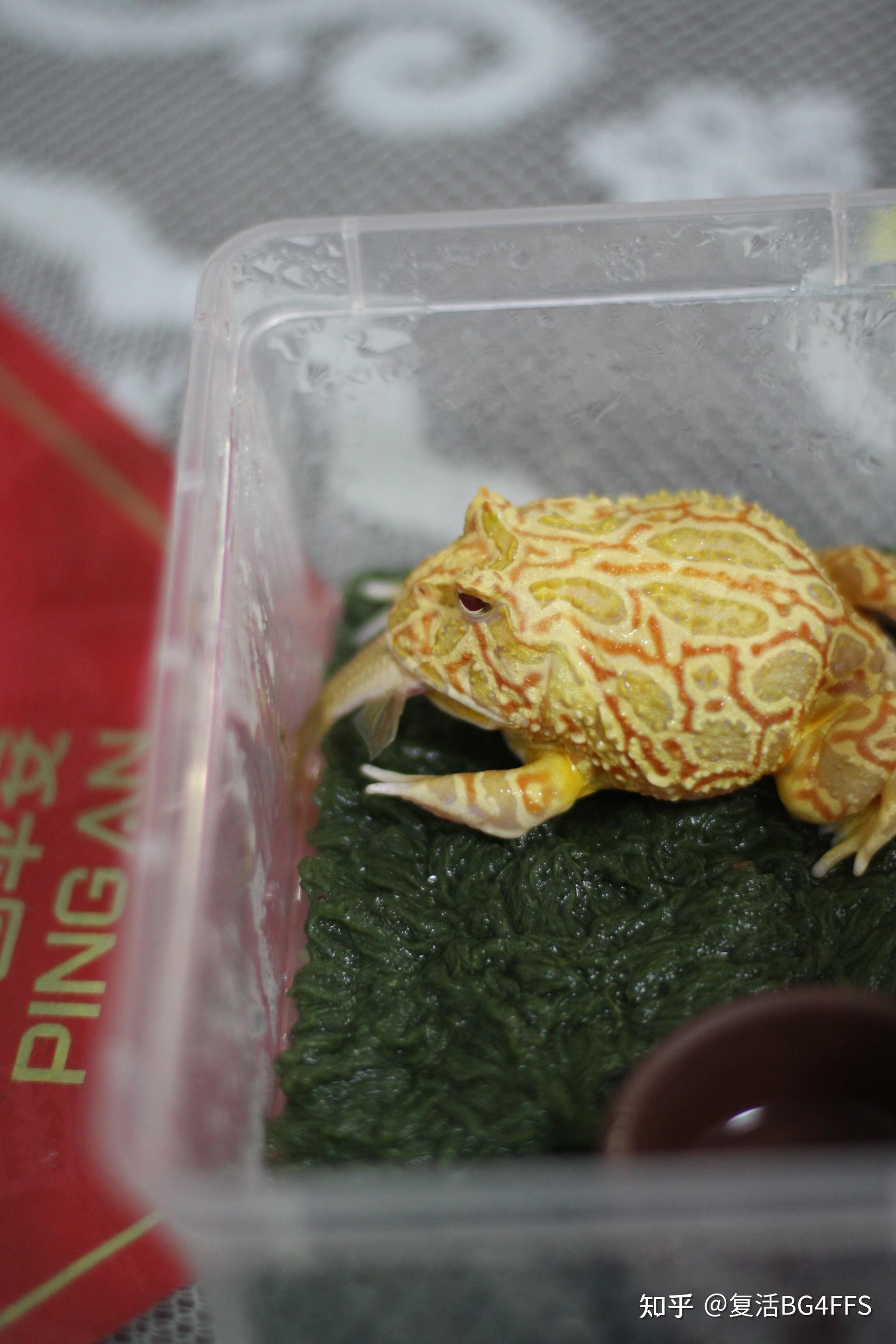 聊聊我家的宠物角蛙