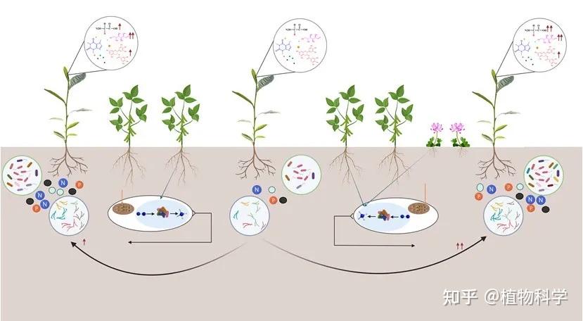 南京农业大学发现茶园间作豆科绿肥改变土壤微生物群落、增加土壤养分和茶叶关键品质成分 - 知乎