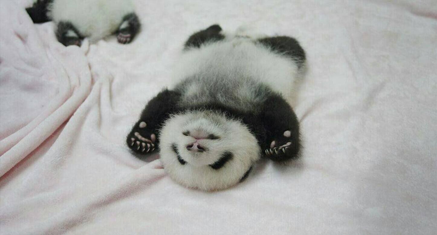 如何评价熊猫萌兰(萌三蛋)(