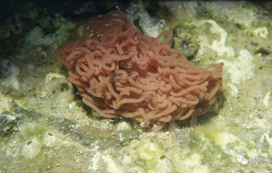 红棕色的海兔卵裙带●睡觉缩球,受惊喷雾●《海错图》中还收录了一种