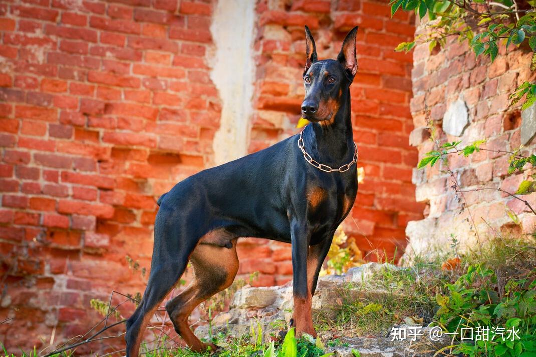 这6种狗狗智商与美貌并存有你家狗狗吗