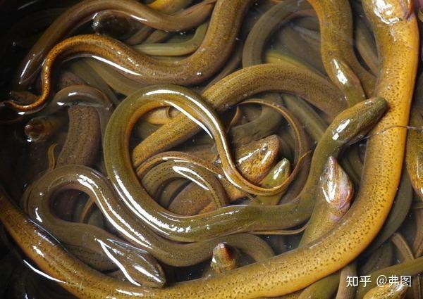 黄鳝,学名鳝鱼,其状如蛇,通体纸黄,身上有许多小黑点,肉质可作为美味