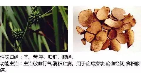 500余种中草药图  第308张