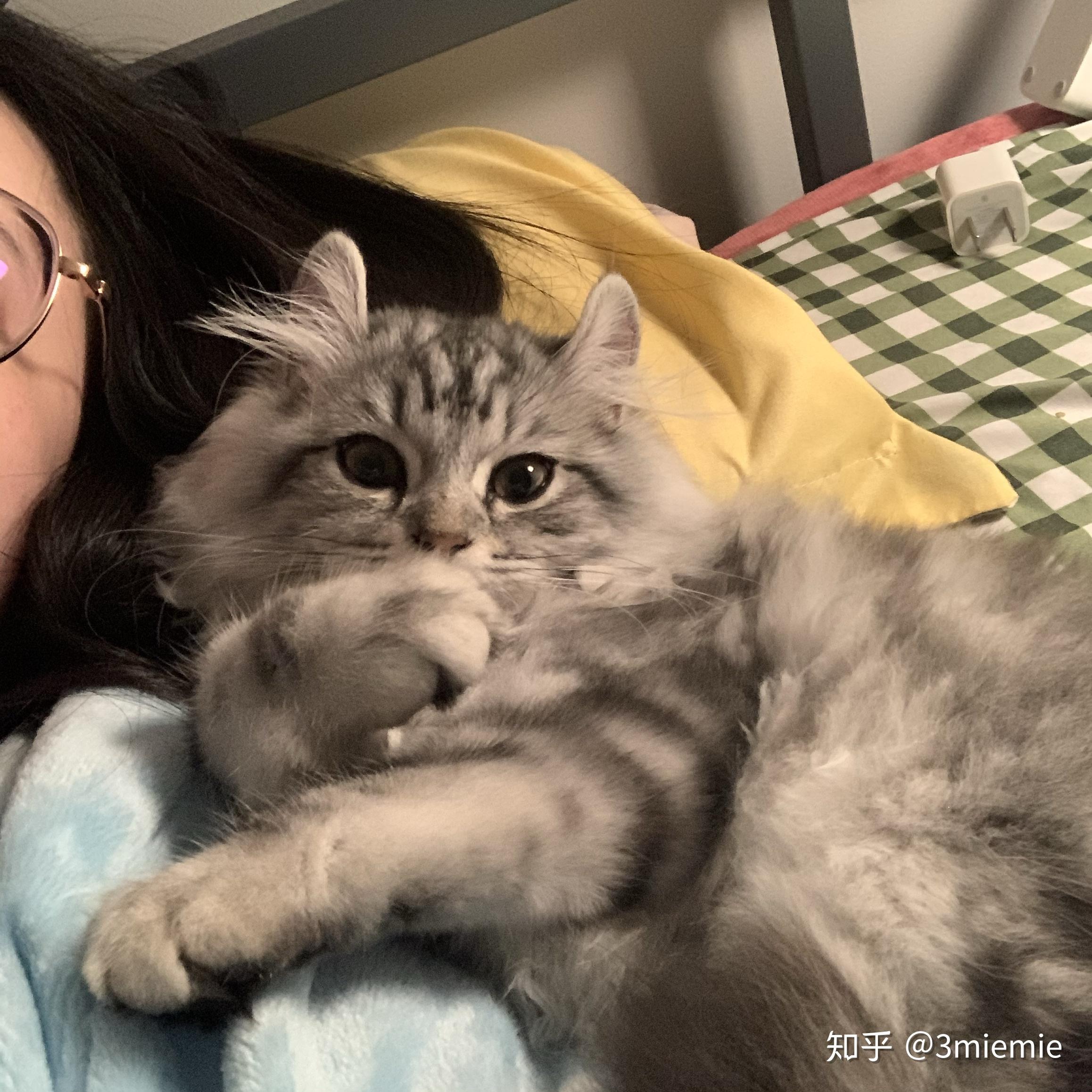 美短返祖长毛猫有人买吗?