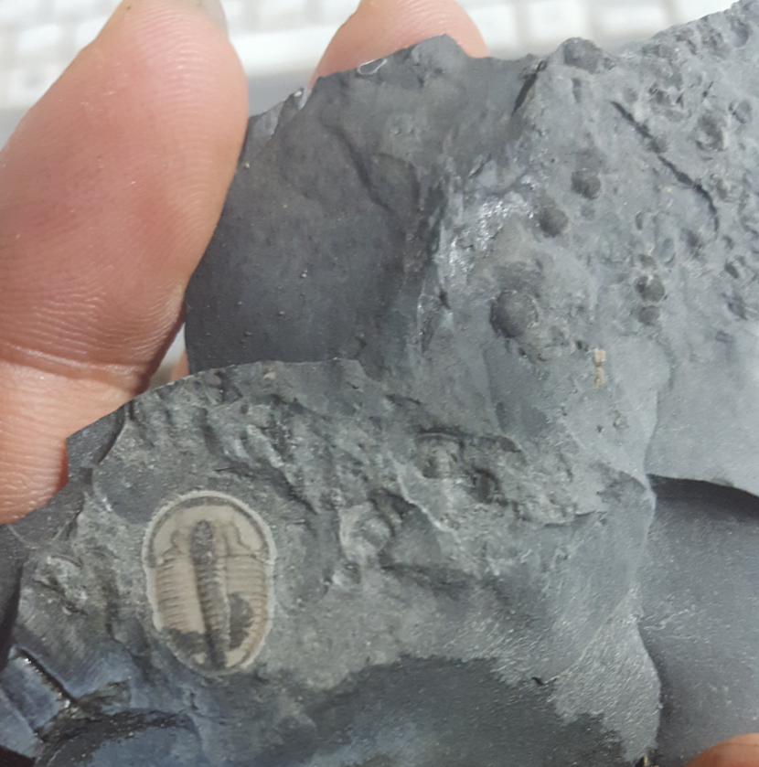 插曲:早寒武纪大灭绝