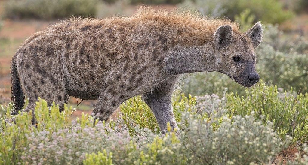 org/wiki/file:spotted_hyena_(crocuta_crocuta).jpg