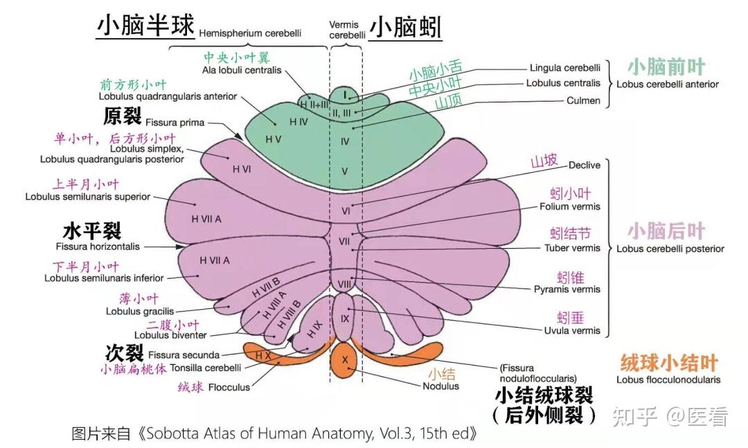 小脑的部位和结构图片图片