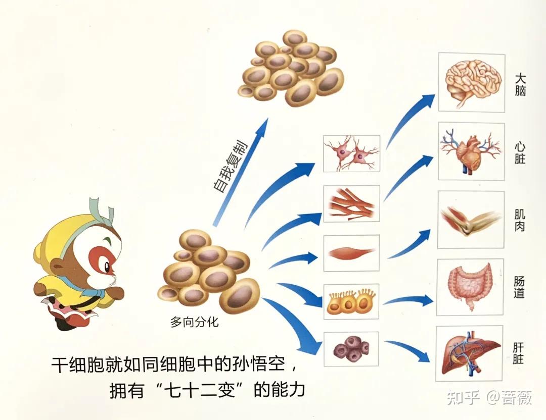 干细胞就是什么都能干的细胞