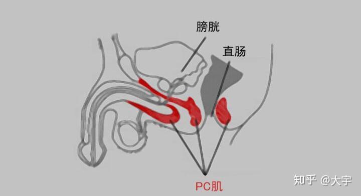 pc肌位置图片图片