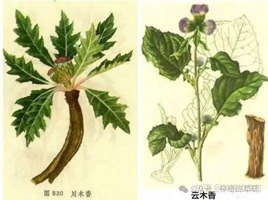 中药材:木香 - 知乎