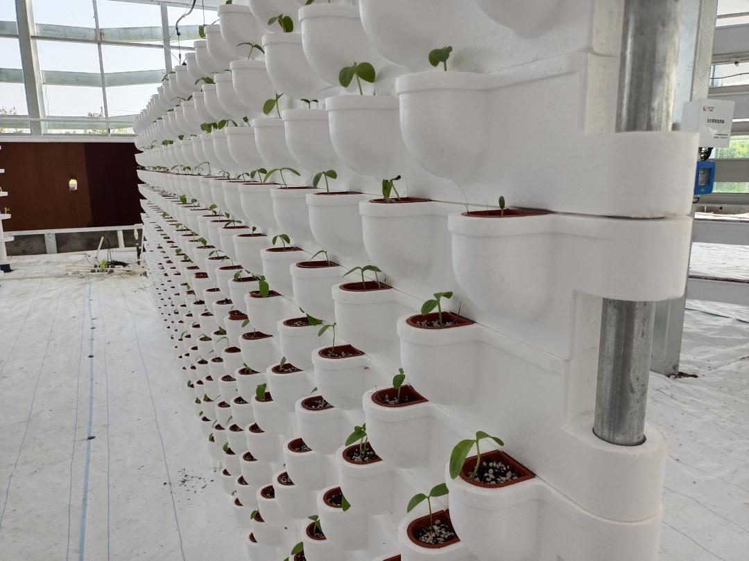 抱柱式立体栽培立体管道水培04 叶菜三段二次移植水培区叶菜三段二次