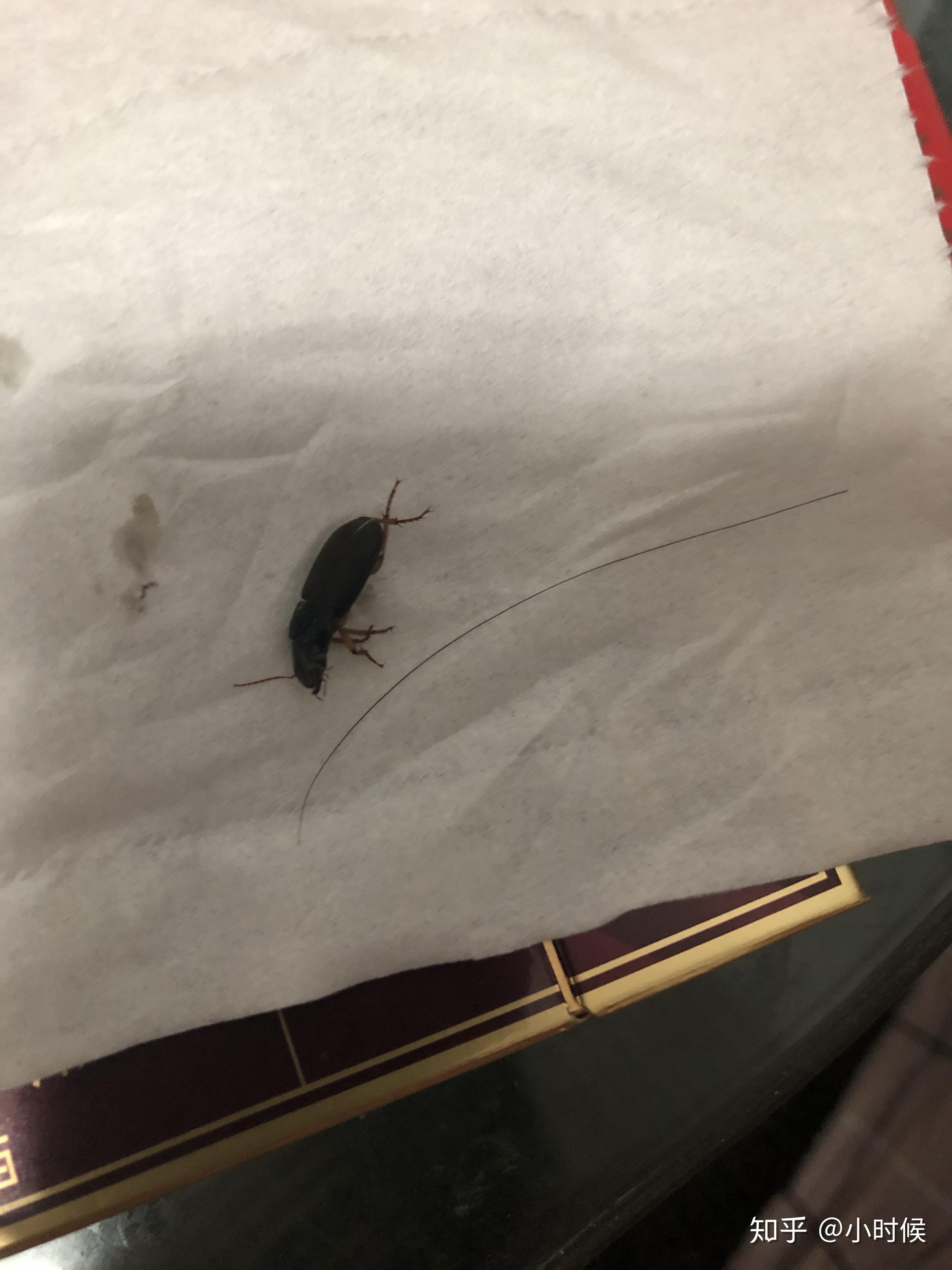 卧室里很多黑色硬壳直径在1cm的小虫子还往床上爬很烦跑的很快但不会