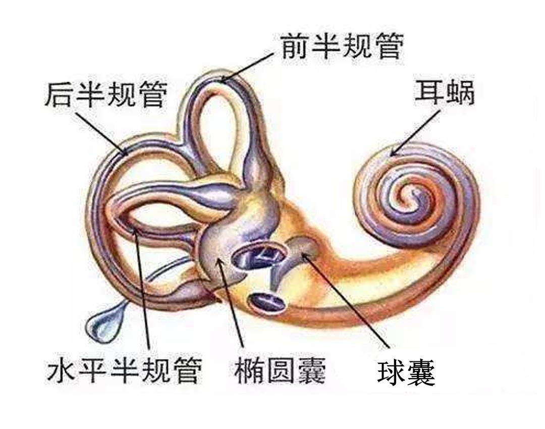 我們兩個耳朵的深處各有一個感受器,它由三管兩囊組成,三管是指三個