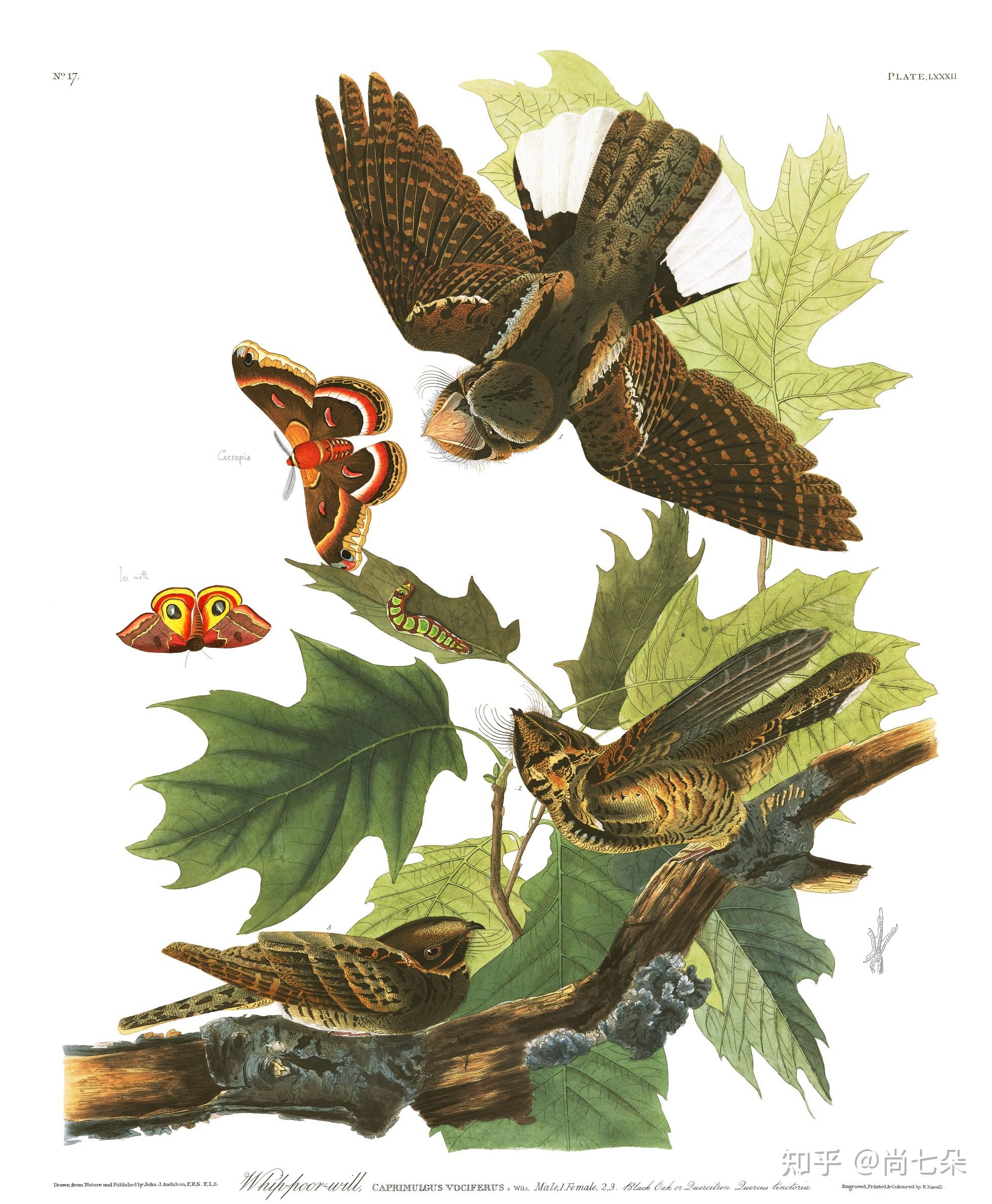 奥杜邦(17851851)美国鸟类作品图片保存第二组 知乎