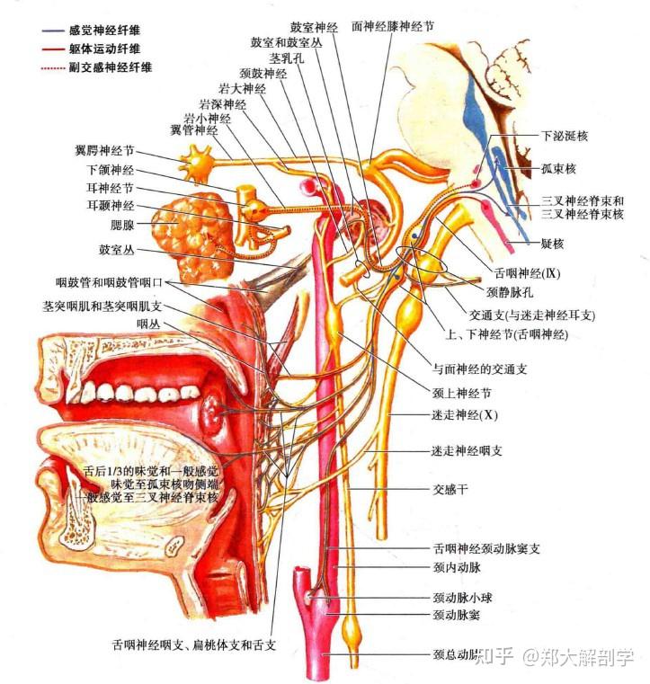 食管肌间神经丛图片