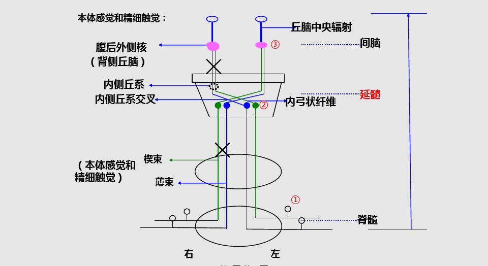 深部感觉传导路