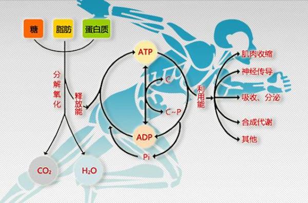 激素對運動能量代謝的調控