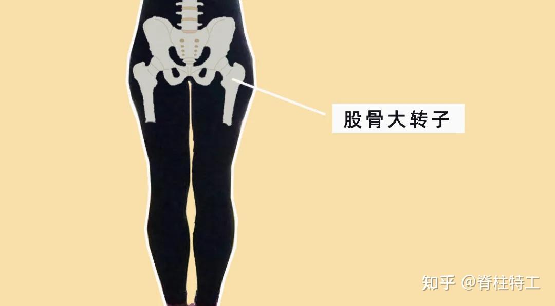 而胯宽就是髂骨两侧之间的最大宽度,通常在骨骼定型之后就不会再变化