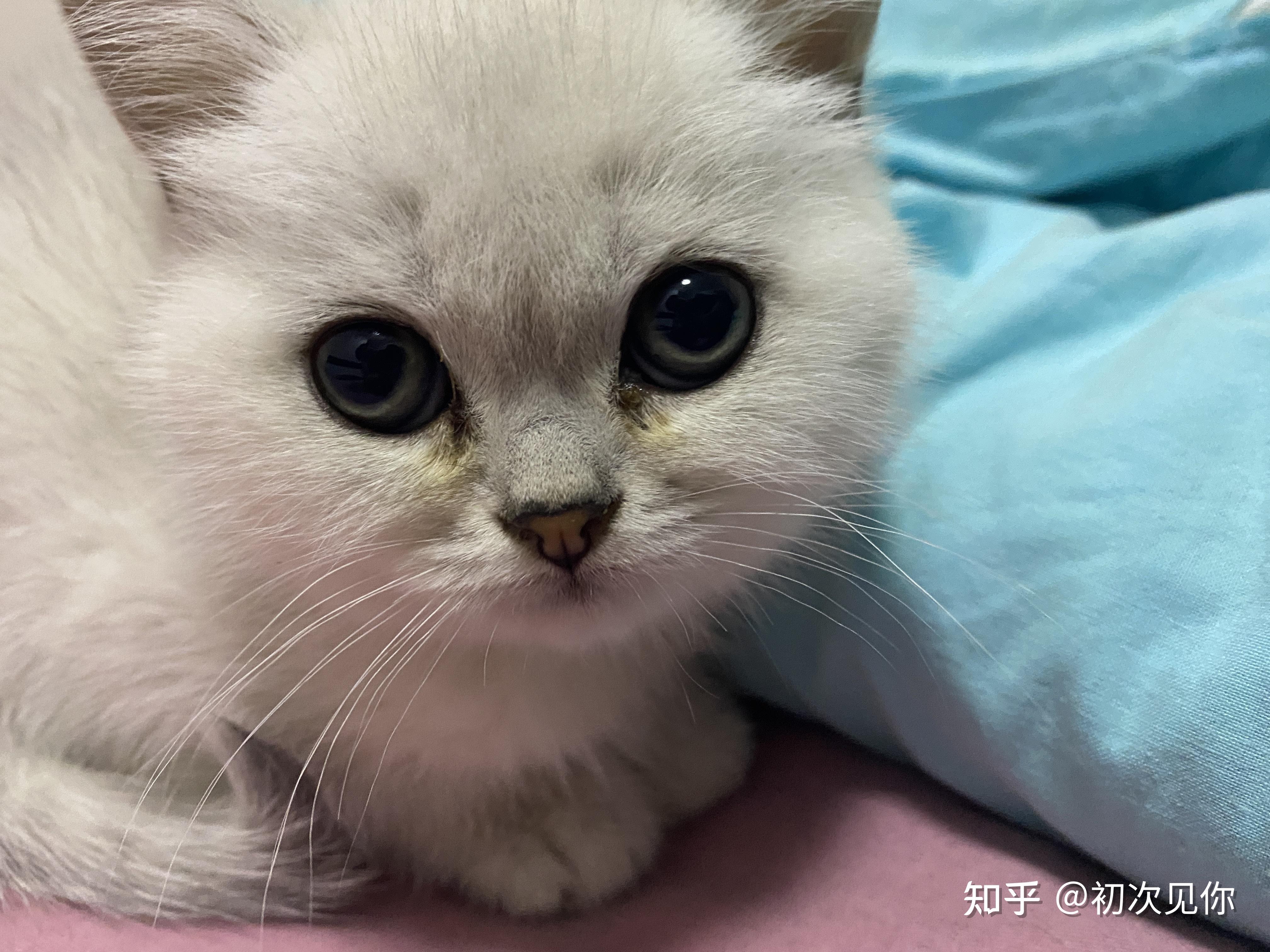 三个月大的猫咪刚到新家不吃猫粮不喝水眼屎总是有怎么办啊