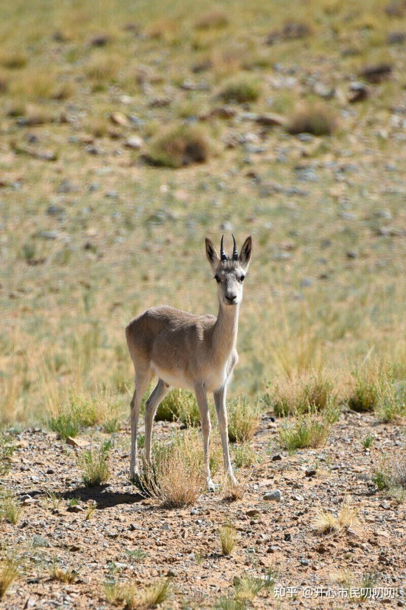 种群现状:目前全世界约有50万只蒙原羚.