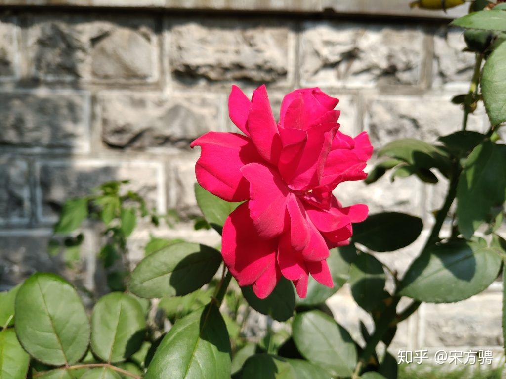 如何评价黑鲨游戏手机?