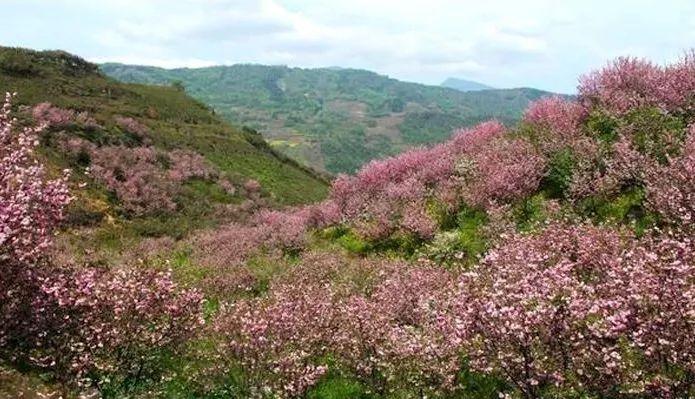 黃泥溝一帶海拔高度在680-1200米之間總面積近15000畝是全國最大的