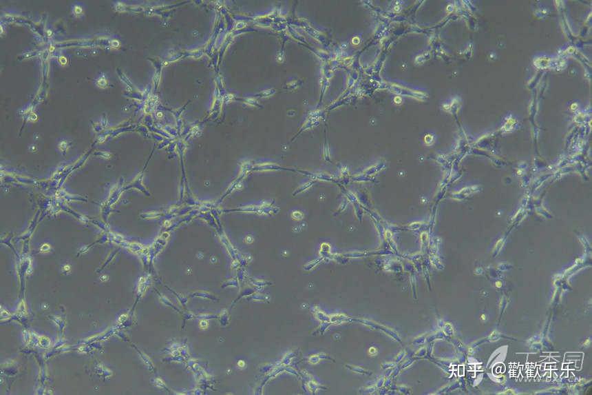 基础医学实验 细胞实验 - 知乎