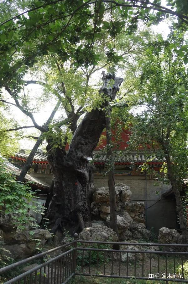 北京古树知多少？最老多少岁了？ - 知乎