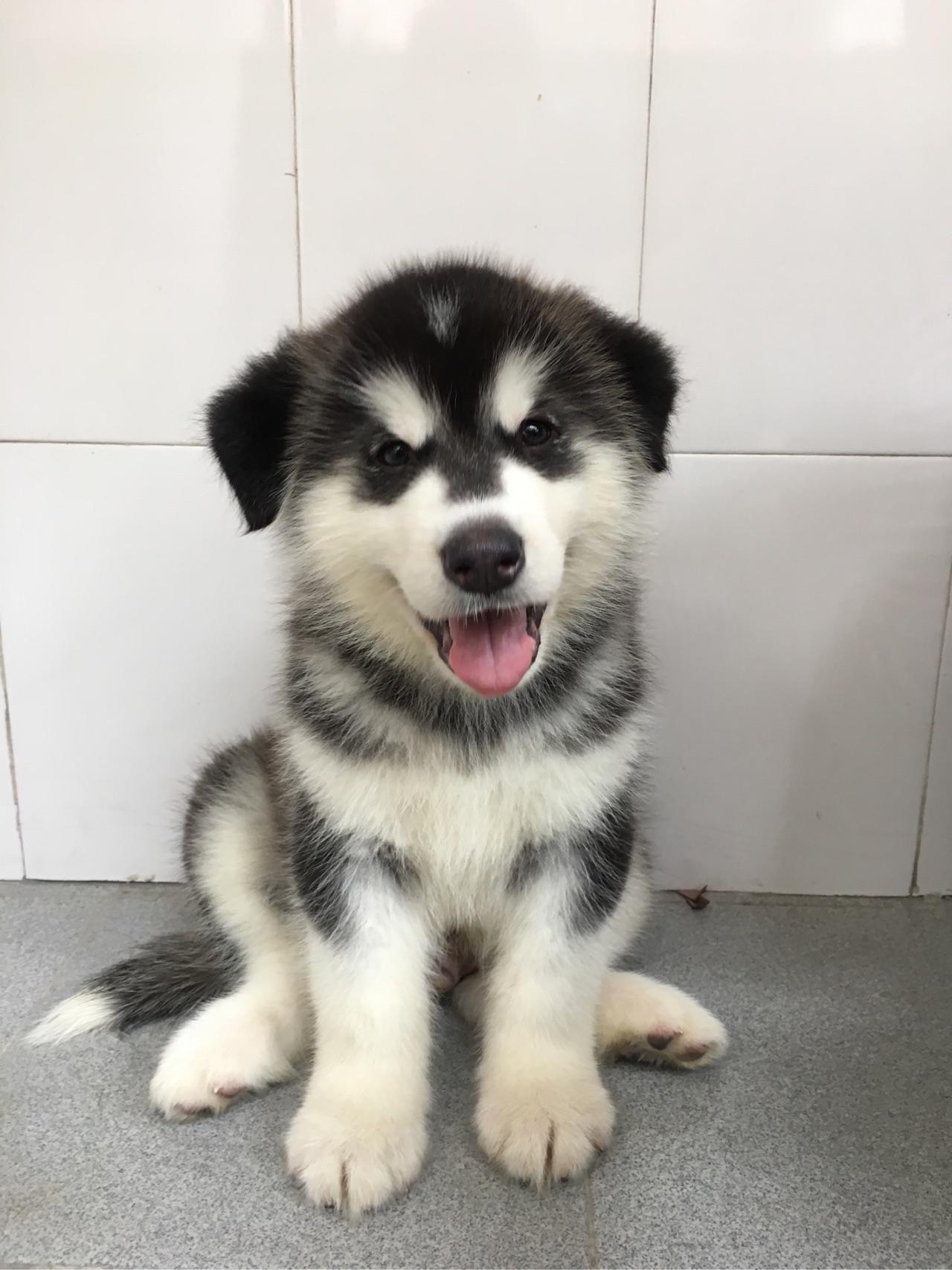 我有一只阿拉斯加两个月大幼犬一边的耳朵一直耷拉着是怎么回事呢