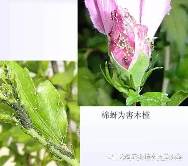 刺吸式口器害虫高清图谱惊爆了