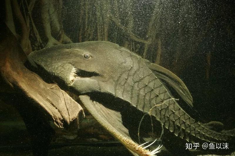 生性惧热的秘鲁巨型种大头们异型鱼皇冠豹专题