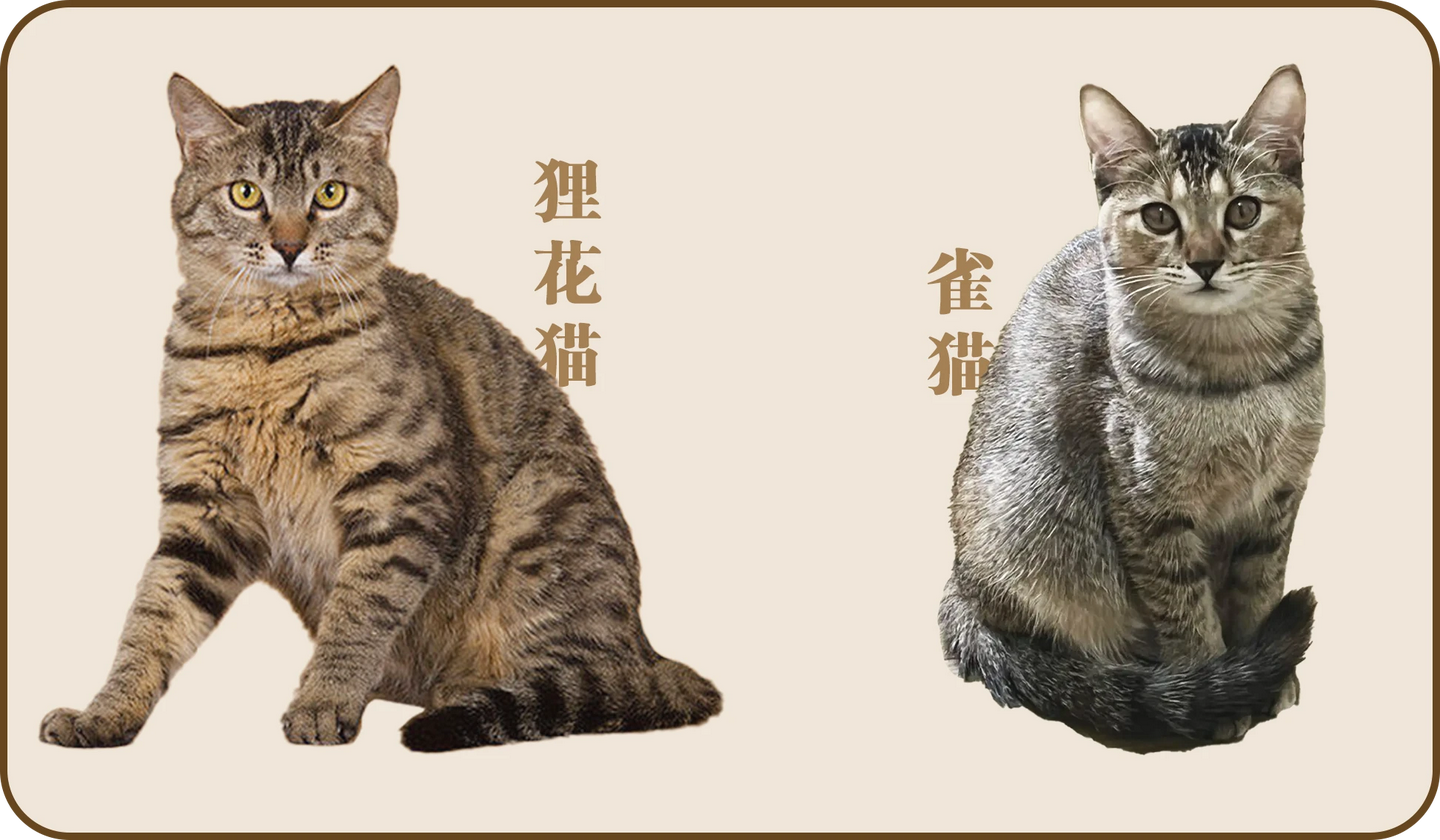 狸花猫科普|国产的灭鼠大队队长- 知乎