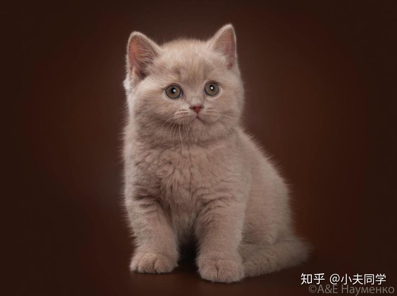 本篇我们会展示共计9种纯色英短,按wcf协会毛色代码的字母顺序出场.