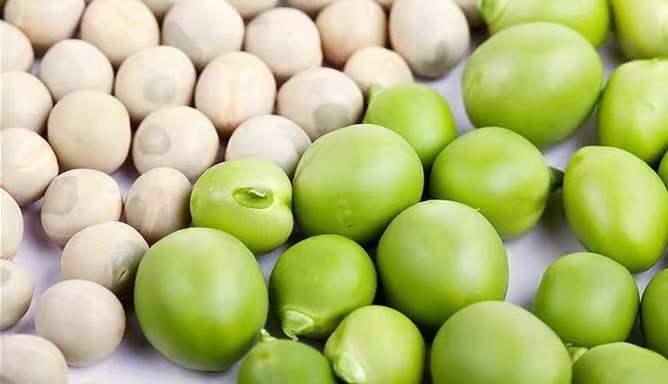 干黄豌豆表皮发白,形状因品种不同而有所不同,大多为圆球形,还有椭圆