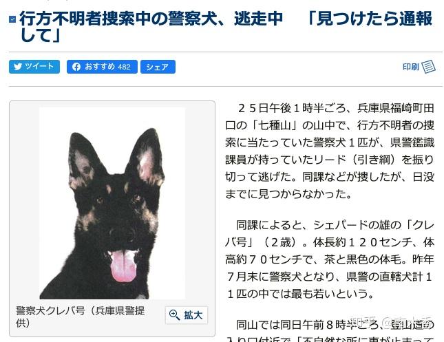 日本一條警犬搜索失蹤者時逃跑,自己成了失蹤狗,但鄉民們堅決維護狗子