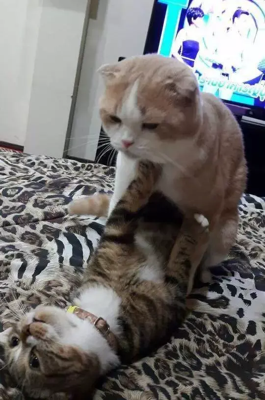 猫咪开车喵呜污污污污污