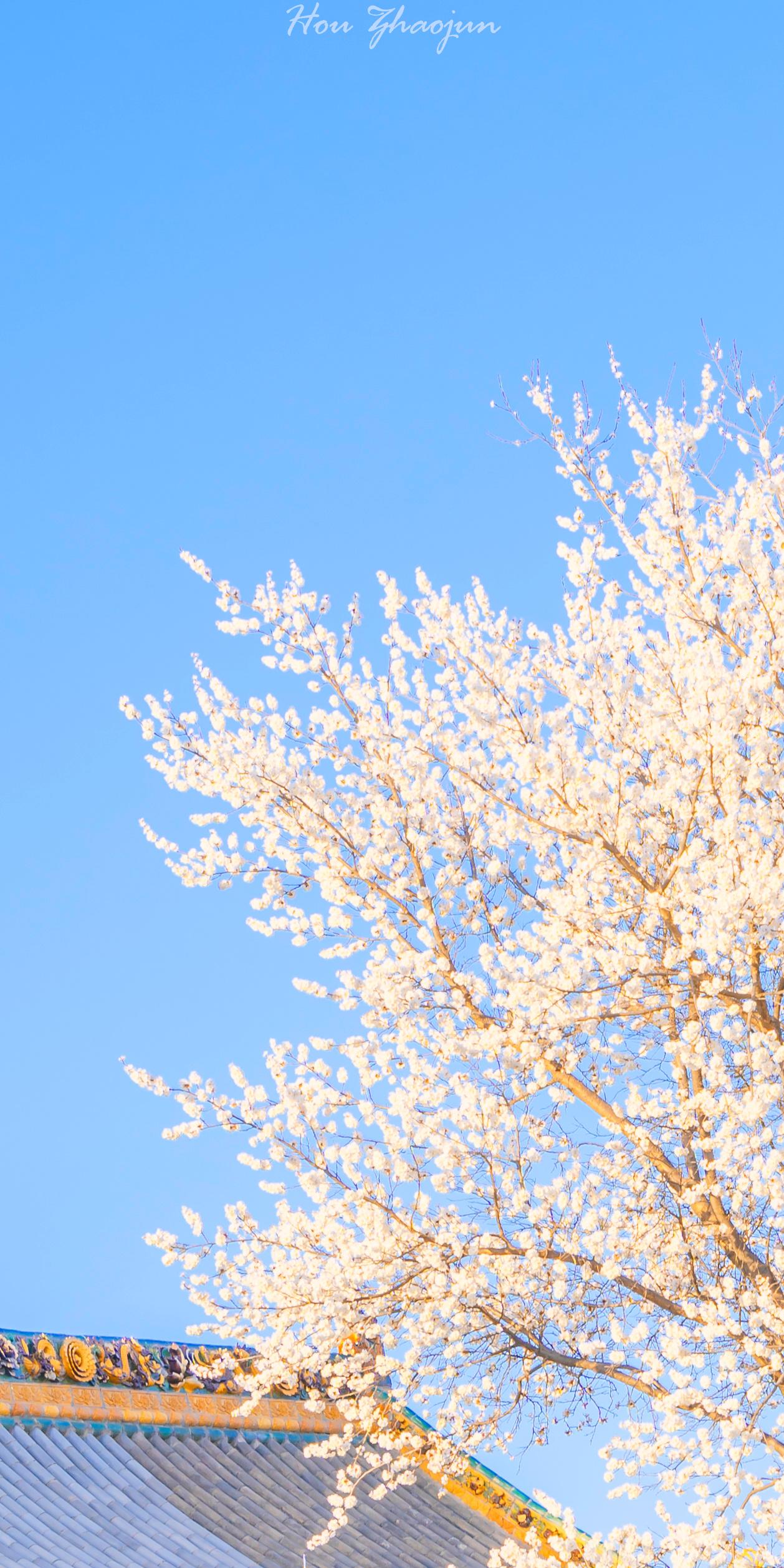 手机壁纸春日风景壁纸