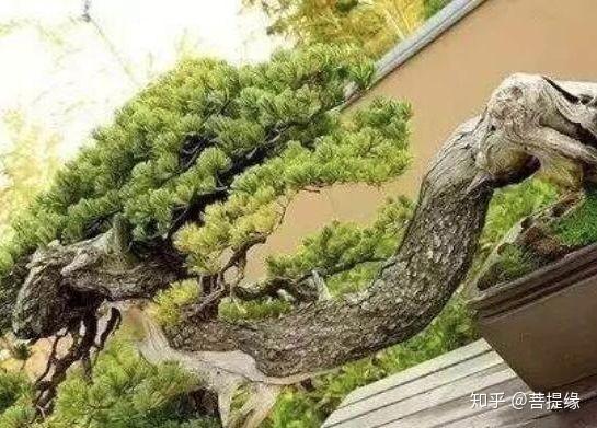 天价!天价!名贵植物排行,令人大开眼界-名贵植物图片