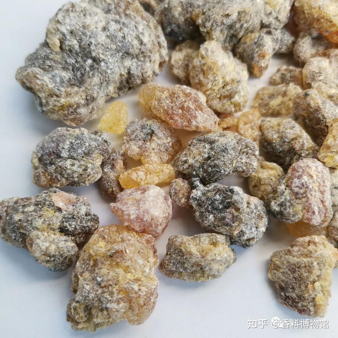 一种不神圣的神圣香料——秘鲁圣木 - 知乎