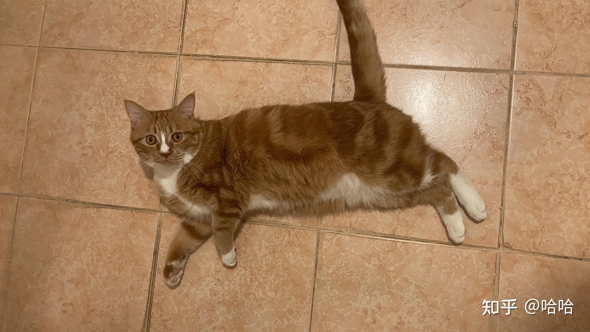 请问我家的猫咪是橘猫还是美短红虎斑