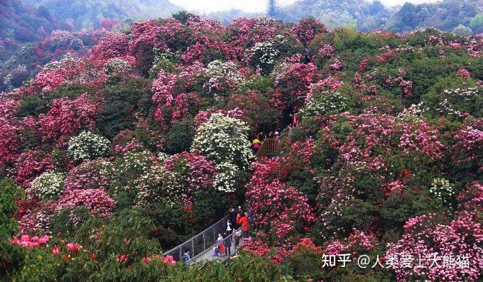 貴州春季賞花好去處平壩櫻花百里杜鵑住宿美食線路旅遊全攻略