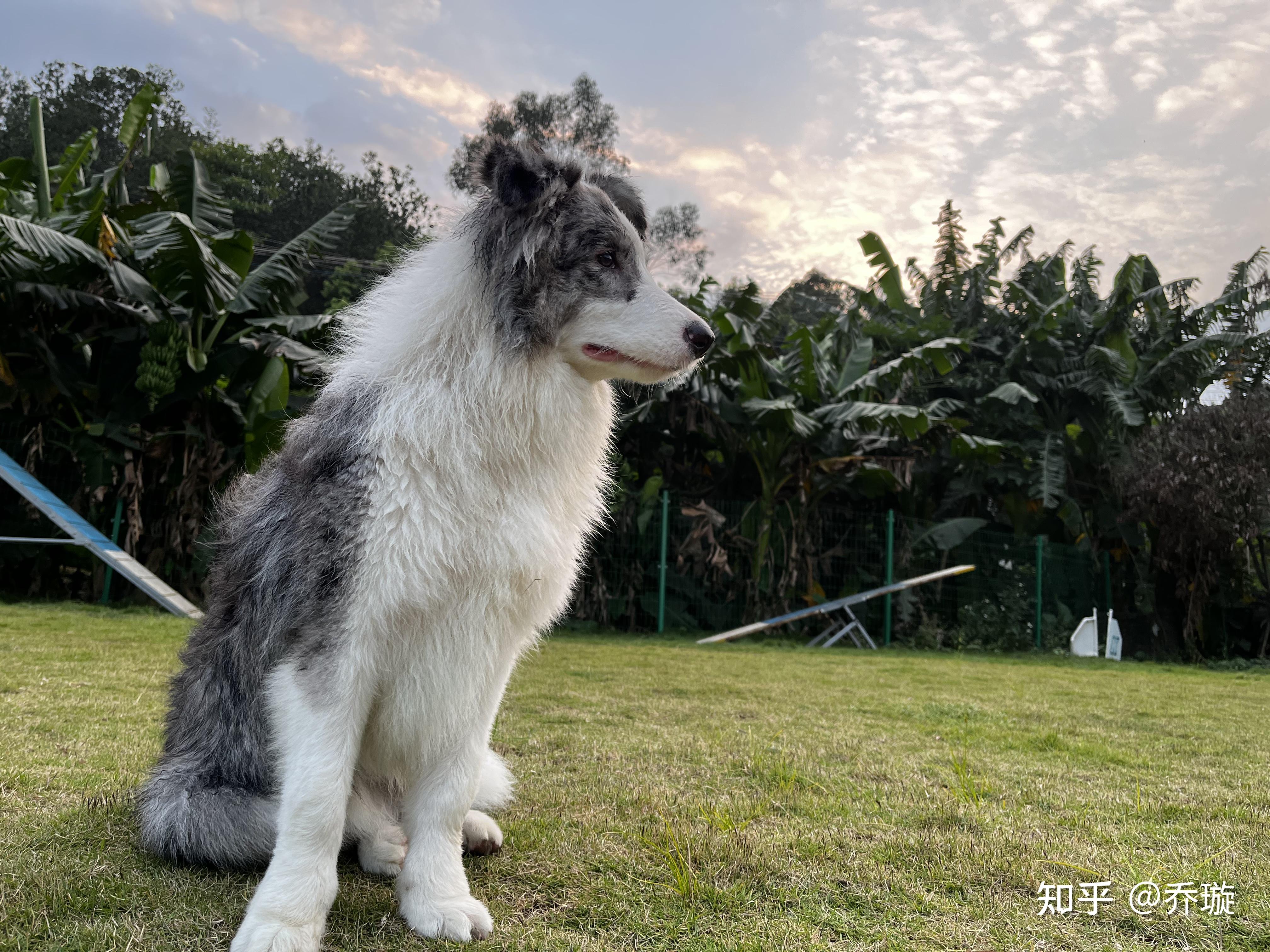 花了4300买的蓝陨石边牧各位看看怎么样